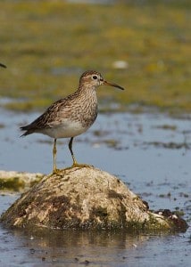 Pectoral Sandpiper - Wikimedia 