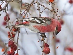 Pine Grosbeak - Wikimedia 