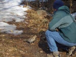 Tame Ruffed Grouse approaching Rob Welsh near Stony Lake 