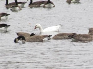 Snow Goose - Rice Lake - Oct. 18, 2014  