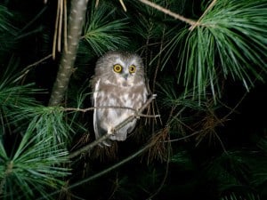 Northern Saw-whet Owl 71  - Tim Dyson