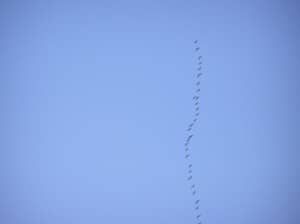 Flock of northern Canada Geese passing over - Drew Monkman Rathbun Lake - Sept. 2008 