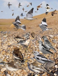 Snow Bunting  (from Crossley ID Guide)