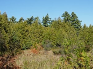 Towering White Pines at Promise Rock Nature Area - Drew Monkman