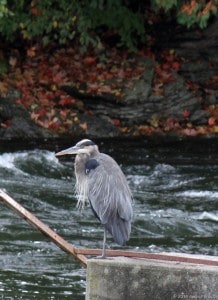Great Blue Heron perched on one leg at Lakefield power station (Gwen Forsyth - Oct. 4, 2014)