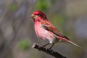 male Purple Finch - Wikimedia