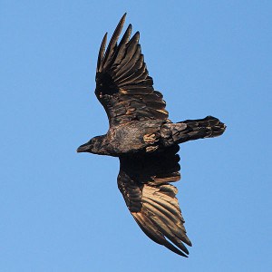 Common Raven - Wikimedia  