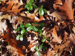 True to its name, Wintergreen stays green all winter - Drew Monkman 