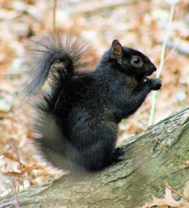 Black colour morph of Gray Squirrel -Wikimedia