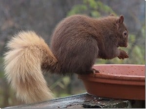 Brown colour morph of Gray Squirrel - Barb Evett