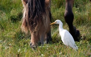 Cattle Egret - Wikimedia