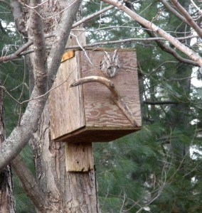 Eastern Screech Owl at nesting box - Nov. 2014 - Tim Dyson 