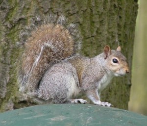 Grey colour morph 2 of Gray Squirrel - Wikimedia
