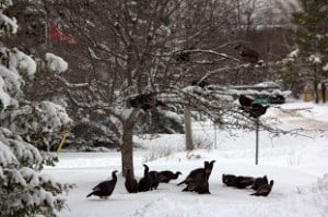 Wild Turkeys in our Patricia Crescent yard - Lowell Lunden 