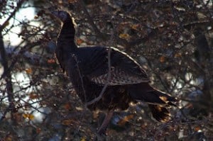 Close-up of turkey in flowering crab tree - Lowell Lunden 