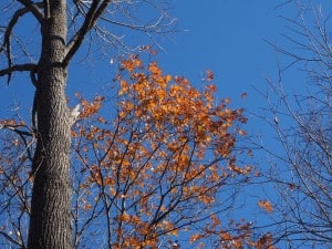 Oaks are among the last trees to lose their leaves in fall - Drew Monkman 