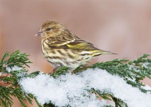 Pine Siskin (by Karl Egressy)