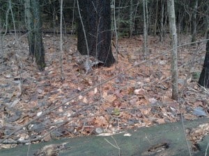 "Pretty Boy," the Ruffed Grouse - Peter Gulliver 