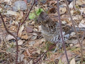 "Pretty Boy," the Ruffed Grouse - Peter Gulliver 