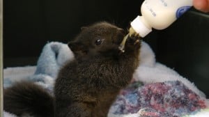 Feeding one of our orphaned Gray Squirrels - Darlene McLaren 