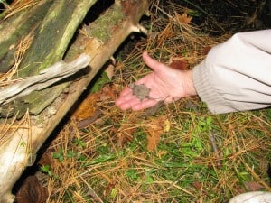 Snapper hatchling - Stephenie Armstrong - Oct. 2014