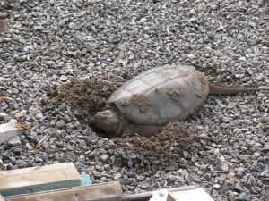 Snapping Turtle nest - Stephenie Armstrong  