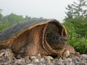 Snapping Turtle - Rick Stankiewicz