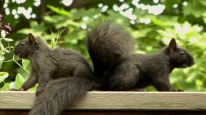 Our two orphaned male squirrels - Darlene McLaren 