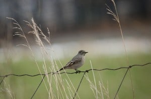 Townsend Solitaire - Ian Rainer - Nov. 23, 2014 - Hannah Road - Bailieboro