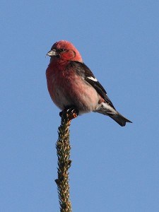 Male White-winged Crossbill - Wikimedia 