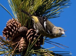 White-winged Crossbill (female) - Wikimedia