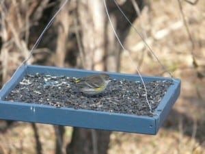 Yellow-rumped Warbler - Nov. 28, 2014 Franmor Dr. Ptbo - Sue Prentice