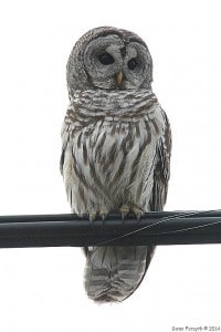 Barred Owl - Gwen Forsyth