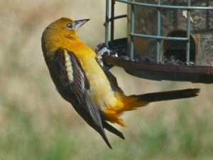 immature Baltimore Oriole - Wikimedia