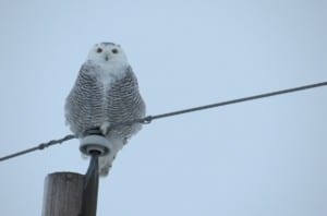 Snowy Owl - 11-22-14  Elm Tree Road - Tom Northey