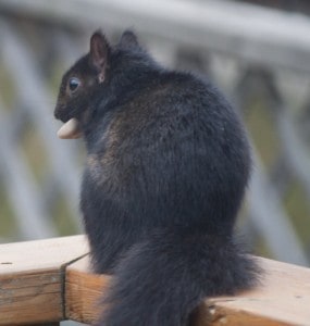 Gray Squirrel with stone - Nov. 2014 - Ginny Clark