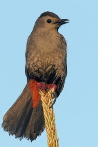 Gray Catbird - Wikimedia