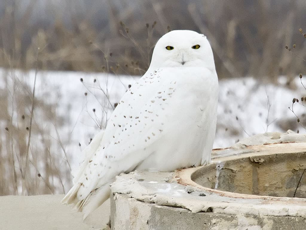 Snowy Owl Returns To Field At Chemong Road And County Road 19 3rd Line 