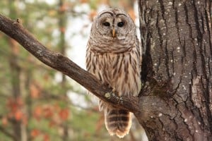 Barred Owl on Northey's Bay Road  - Jeff Keller 12 01 14 
