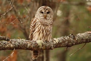 Barred Owl - Jeff Keller 12 01 14 