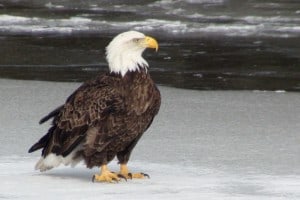 Bald Eagle - adult - 2012 - Tim Dyson
