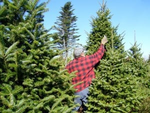 Balsam Fir Christmas tree pruning - Paul Elliott  