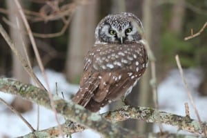 Boreal Owl - Warsaw - Dec. 14, 2014 - Jan Myland