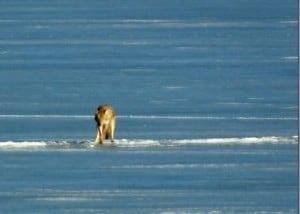 Coyote on ice - Nancy Kafik