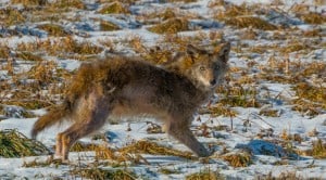 Eastern Coyote - Tim Corner 