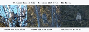 Dec. 21st 2104 - Barred Owls - Tim Dyson