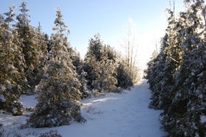 Eastern White Cedars - Paul Elliott