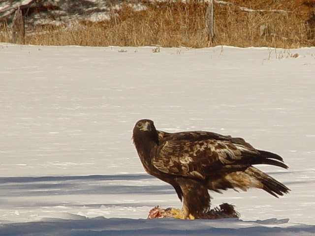 Golden eagle mascot, brown and white. Eagle Sizes L (175-180CM)