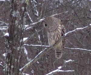 Northern Barred Owl - Quarry Bay - Tim Dyson  