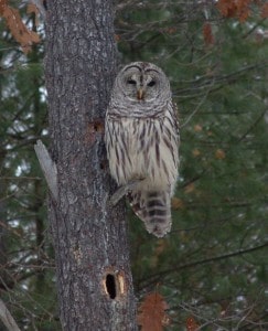 Northern Barred Owl - Tim Dyson - NBR 051214 -2